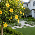 Yellow Tropical Hibiscus Tree - Hibiscus rosa-sinensis