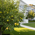 Golden Delicious Apple Tree - Malus domestica 'Golden Delicious'