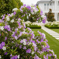 Yesterday, Today and Tomorrow Plant - Brunfelsia