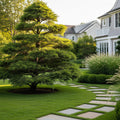 Yoshino Japanese Cedar Tree - Cryptomeria japonica 'Yoshino'