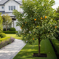 Yuzu Tree - Citrus junos