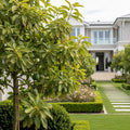 Zutano Avocado Tree - Persea americana