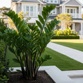 ZZ Plant - Zamioculcas zamiifolia